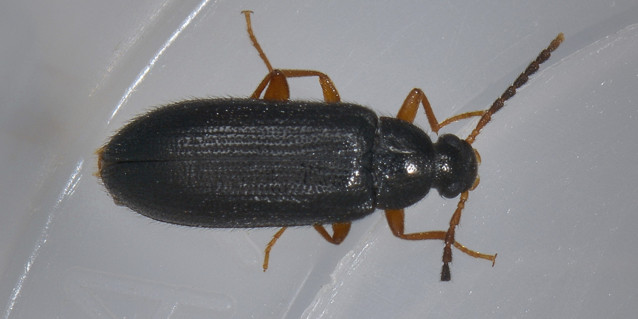 Mycetochara linearis, Alleculidae/Tenebrionidae